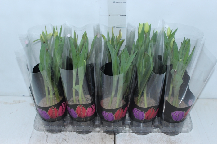 <h4>TULIPA VARIADO P12</h4>