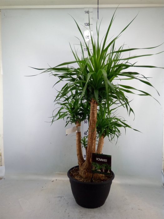 <h4>Beaucarnea recurvata</h4>