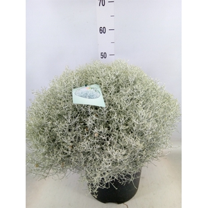 Leucophyta brownii 'Silvercalos'