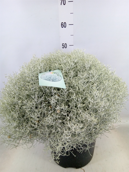 <h4>Leucophyta brownii 'Silvercalos'</h4>