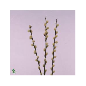 Salix snow flake