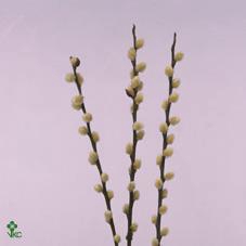 <h4>Salix snow flake</h4>