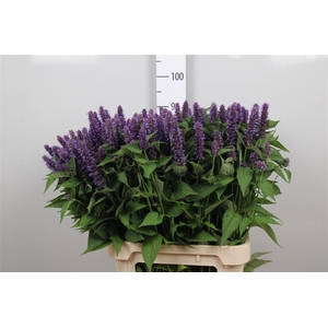 Agastache Blue