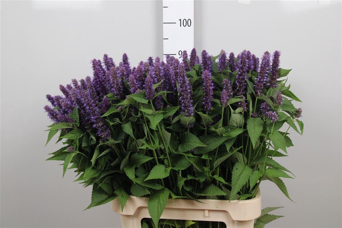 <h4>Agastache Blue</h4>