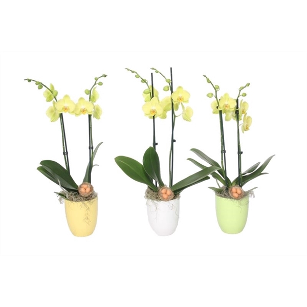 <h4>Hugo p12 mix easter Phal yellow 2T14+</h4>