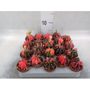 Gymnocalycium mihanov.   ...