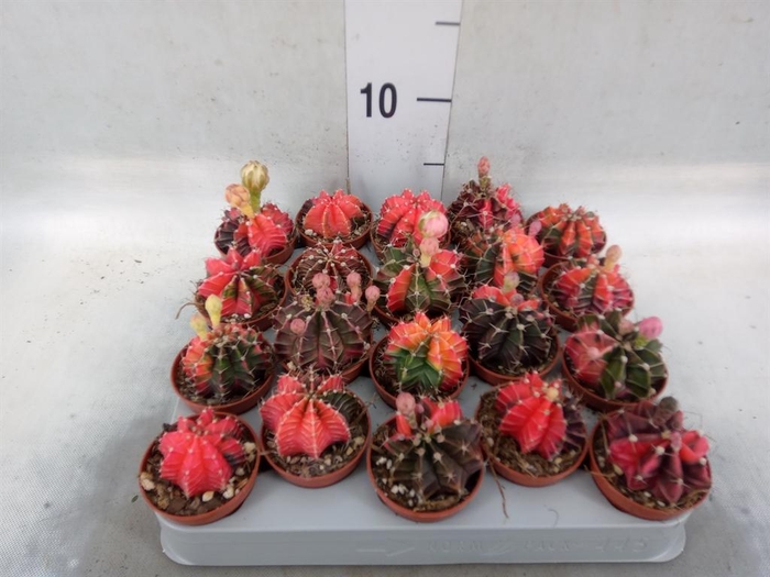 <h4>Gymnocalycium mihanov.   ...</h4>