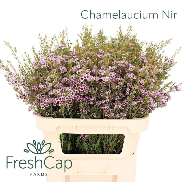 <h4>CHAME UN EARLY NIR</h4>