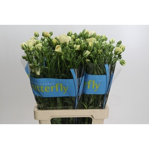 Ranunculus Butterfly Keramos