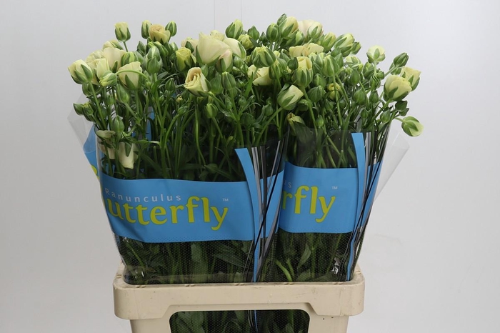 <h4>Ranunculus Butterfly Keramos</h4>
