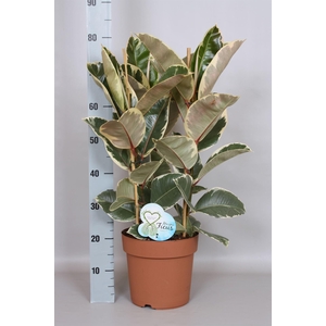 Ficus elastica 'Tineke'