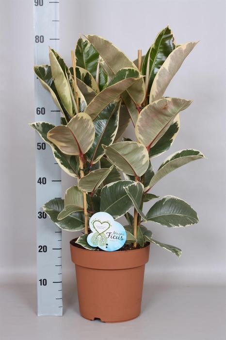 <h4>Ficus elastica 'Tineke'</h4>
