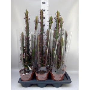Euphorbia trigona 'Rubra'