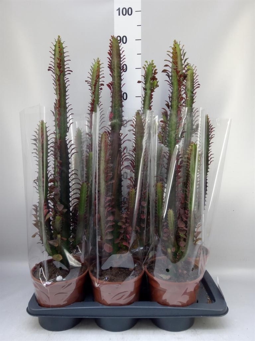 <h4>Euphorbia trigona 'Rubra'</h4>