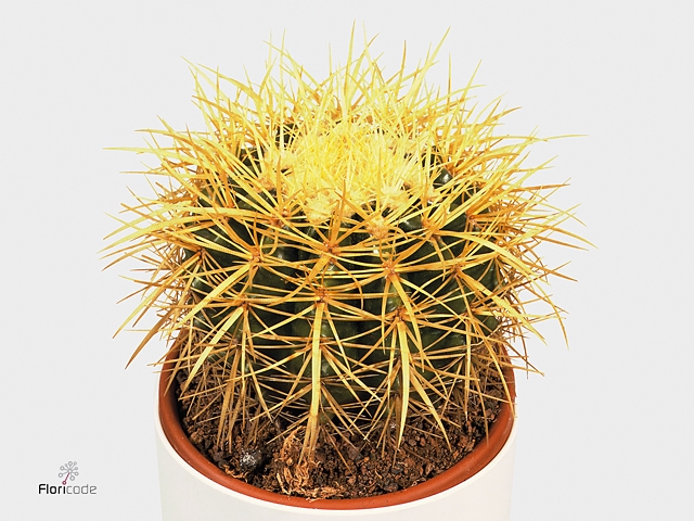 Echinocactus Grusonii P25 1bol