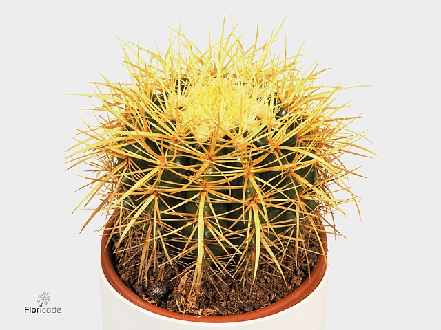 Echinocactus grusonii