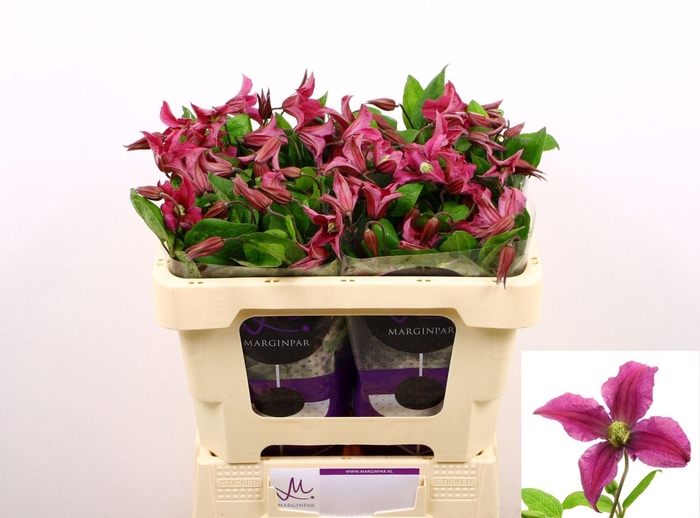 <h4>CLEMATIS INSPIRATION</h4>