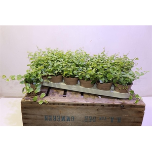 arr8 Fic Pu White Sunny