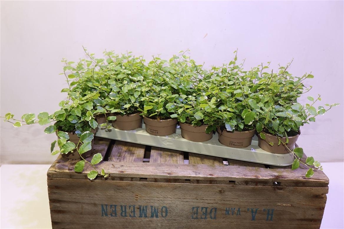 <h4>Fic Pu White Sunny</h4>