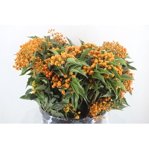 Pittosp Rombifolia P Bunch