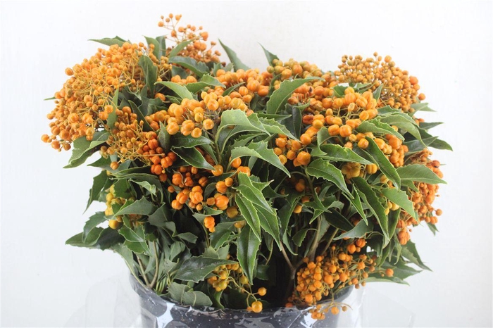 <h4>Pittosp Rombifolia P Bunch</h4>