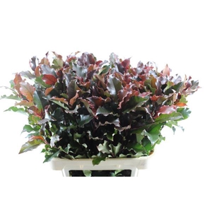 Deco Gr Photinia Volcano(80cm)