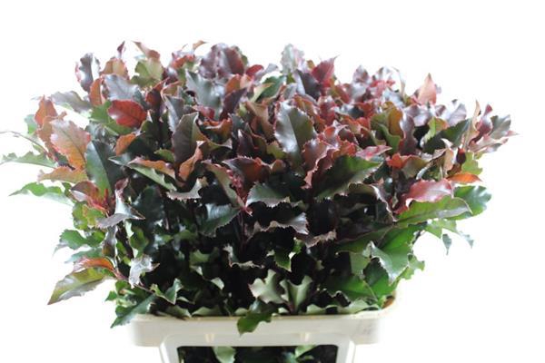 <h4>Deco Gr Photinia Volcano(80cm)</h4>