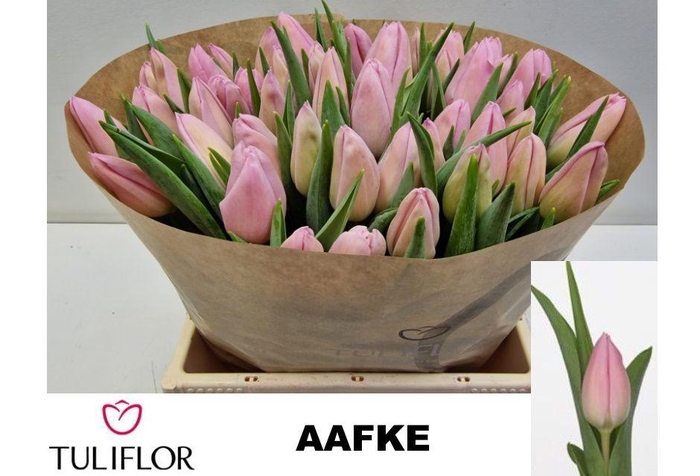 <h4>Tu En Aafke</h4>