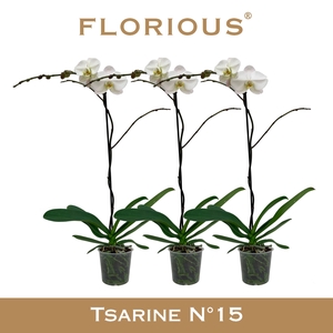 No15 Grandiflora 1-tak Wit