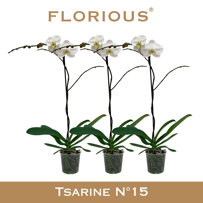 <h4>No15 Grandiflora 1-tak Wit</h4>