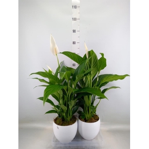 Spathiphyllum  'Bingo Cupido'