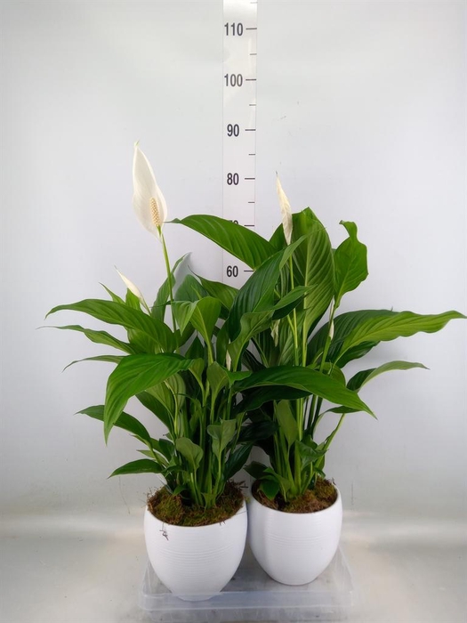 <h4>Spathiphyllum  'Bingo Cupido'</h4>