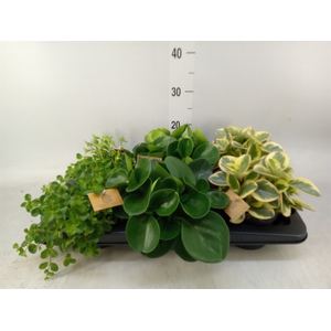 Peperomia   ...mix