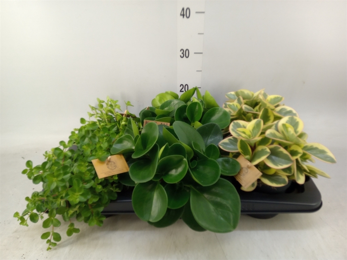 <h4>Peperomia   ...mix</h4>