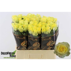 R GR MINION ROSE