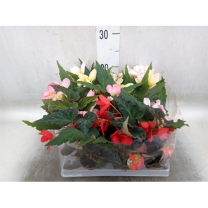 Begonia   ...