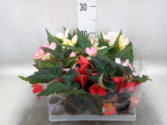 <h4>Begonia   ...</h4>