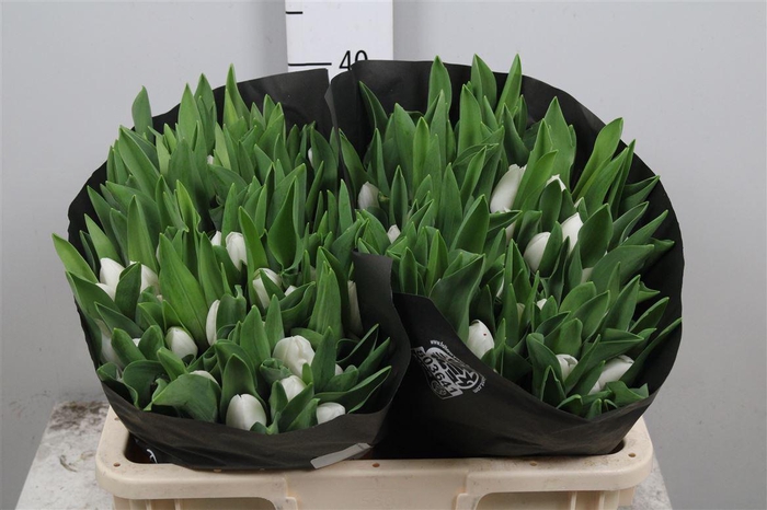 <h4>Tu En Royal Virgin</h4>