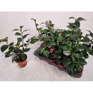 CAMELLIA JAPONICA