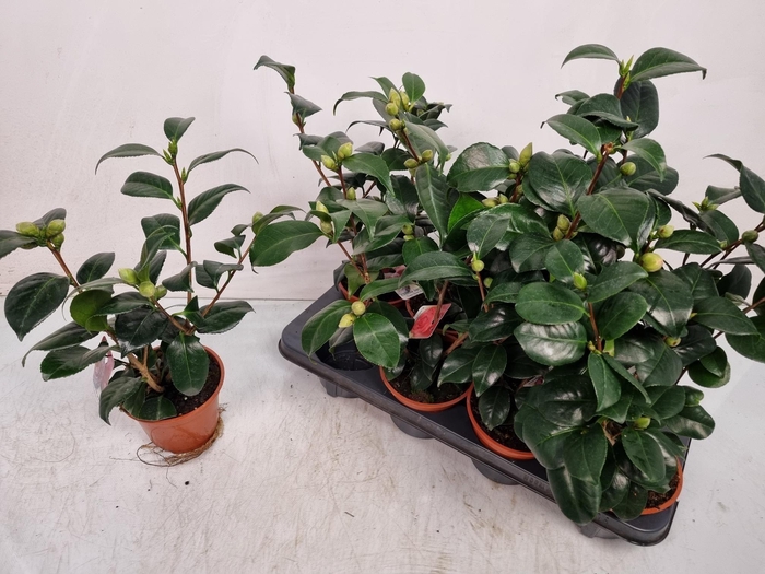 <h4>CAMELLIA JAPONICA</h4>