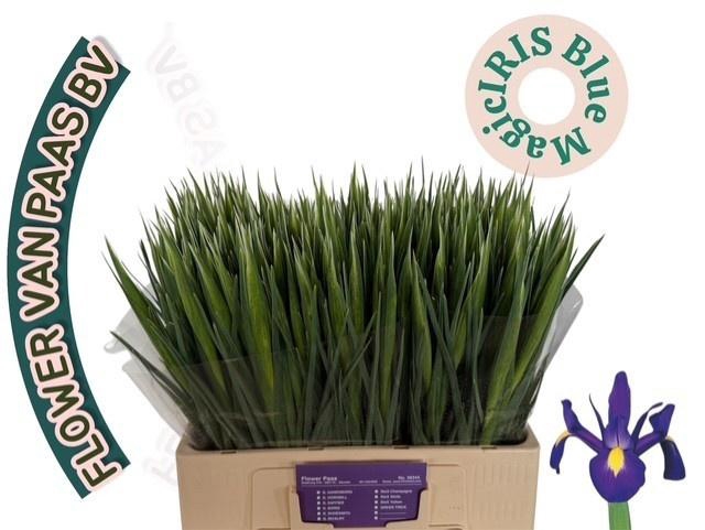 IRIS BLUE MAGIC