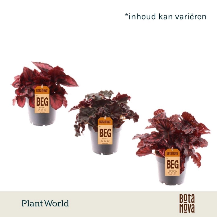 <h4>Begonia Love Mix 3 - 4 soorten</h4>