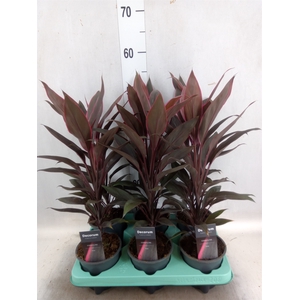 Cordyline fruti. 'Tango'