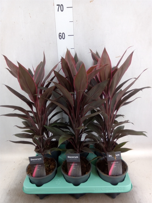 Cordyline fruti. 'Tango'