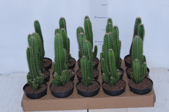 <h4>CACTUS ACANTHOCEREUS TETRAGONUS P09</h4>