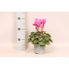 Cyclamen Super Serie XL Neon Pink