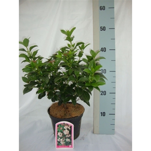 <h4>Viburnum tinus</h4>