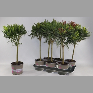 NERIUM OLEANDER OV