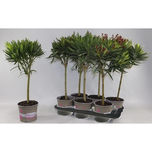 NERIUM OLEANDER OV