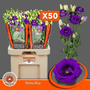 Eus G Rosita Blue
